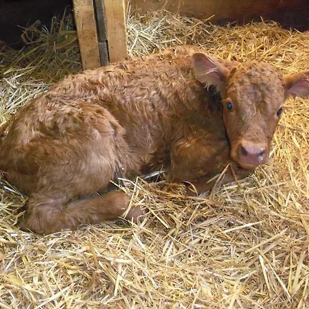 Appartement Oberbichlgut *